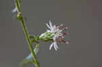 Calico aster